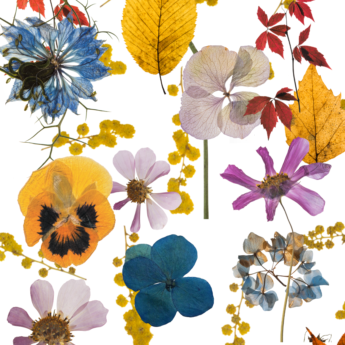 Autumnal Equinox Pressed Flowers