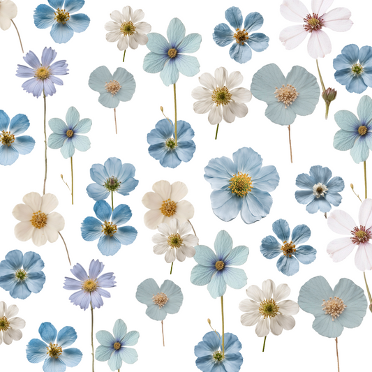 Baby Blue Pressed Flowers