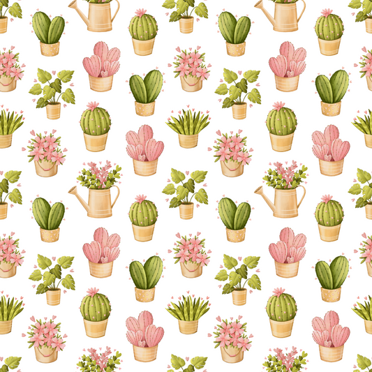 Blush Cactus