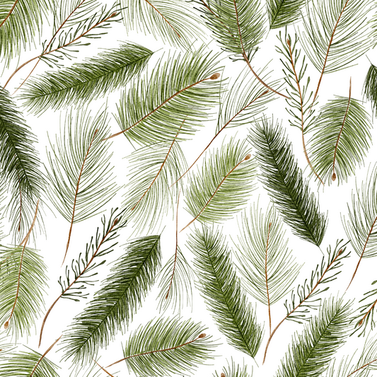 Evergreen boughs on white background