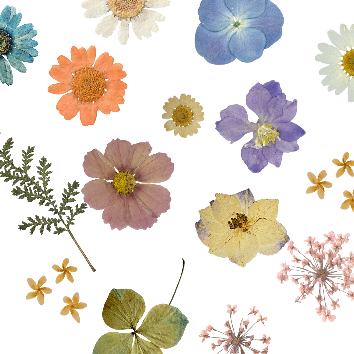 Midsummer Pressed Flowers