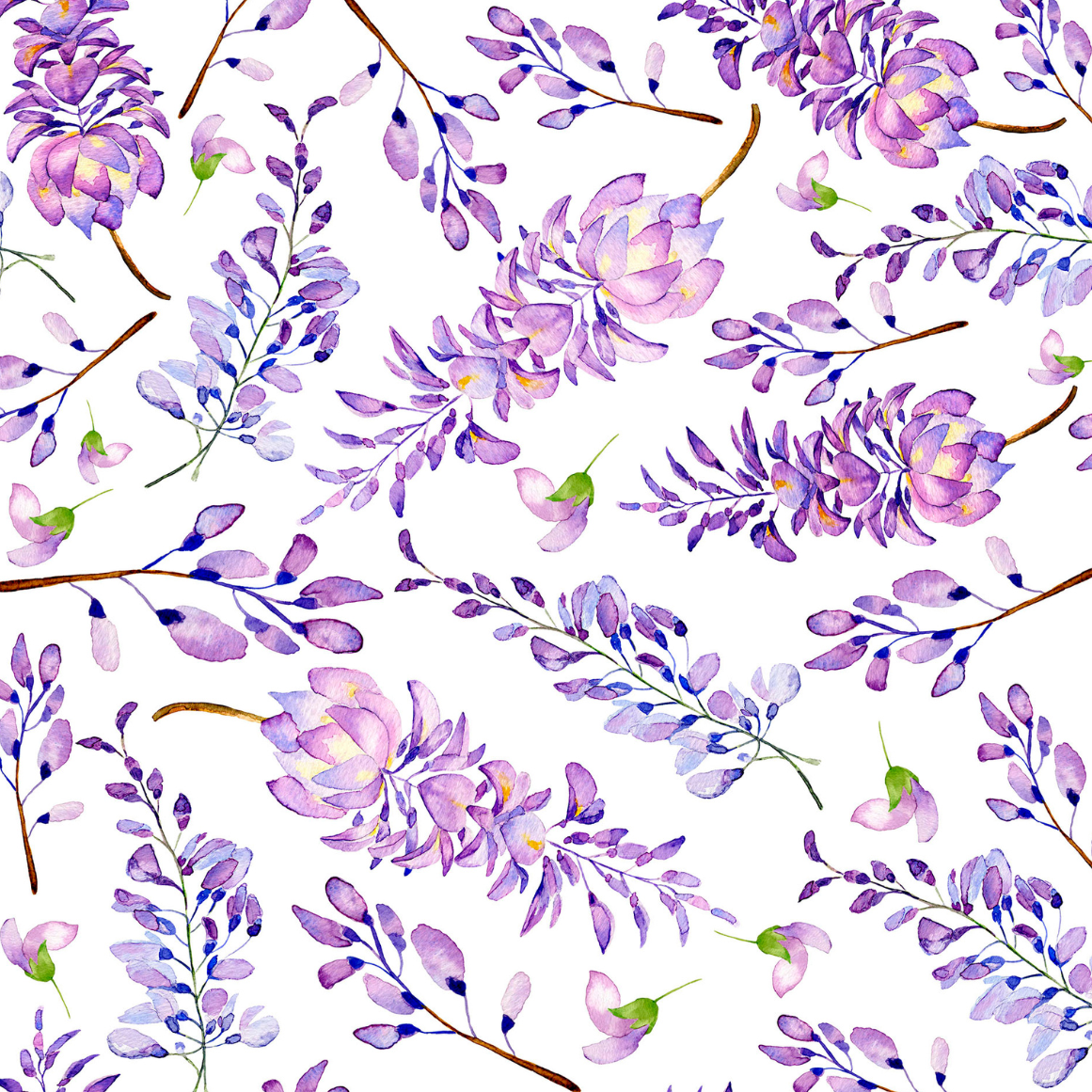 Watercolour wisteria flowers on white background